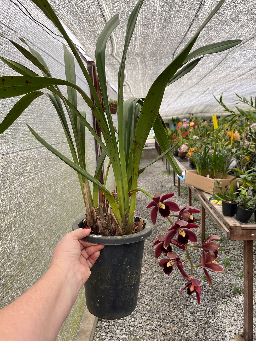 Miniatura: Cymbidium Black Shower