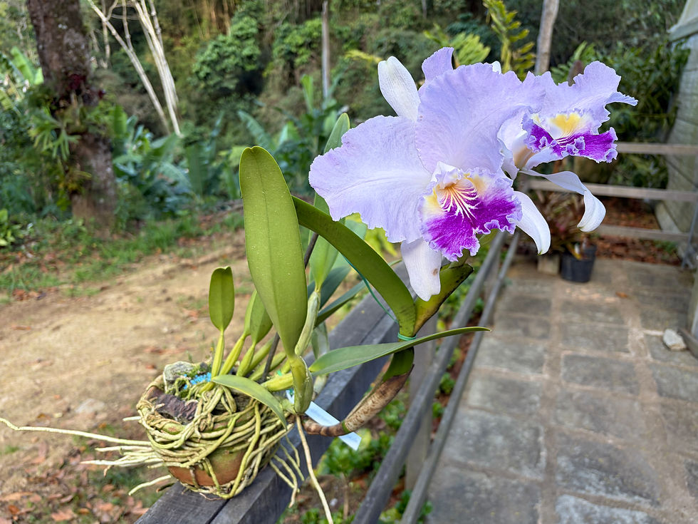 Miniatura: Cattleya Luedemmaniana coerulea 