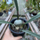 Miniatura: Encyclia Fowley - vaso 12