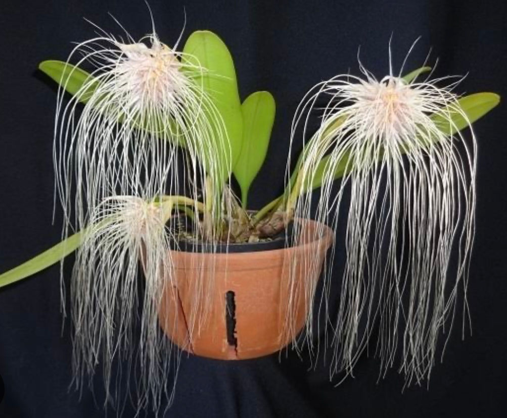 Bulbophyllum medusiae 