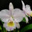 Miniatura: Cattleya Trianae concolor