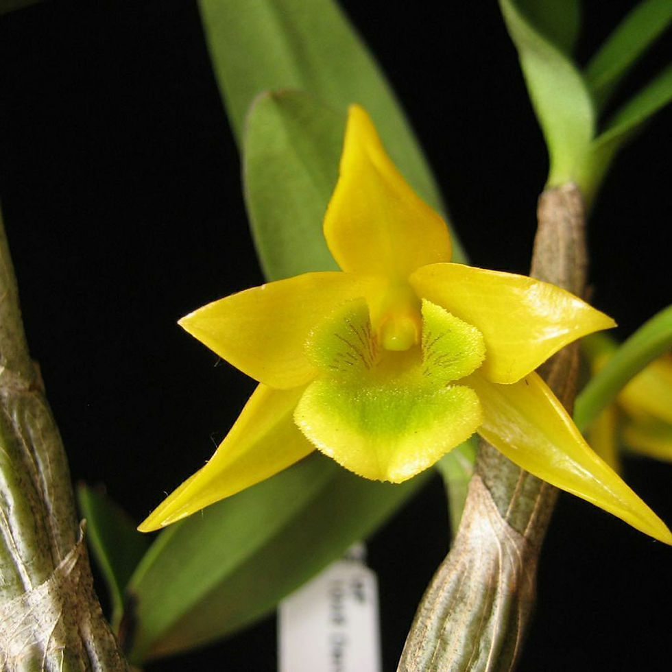Miniatura: Dendrobium Trigonopus