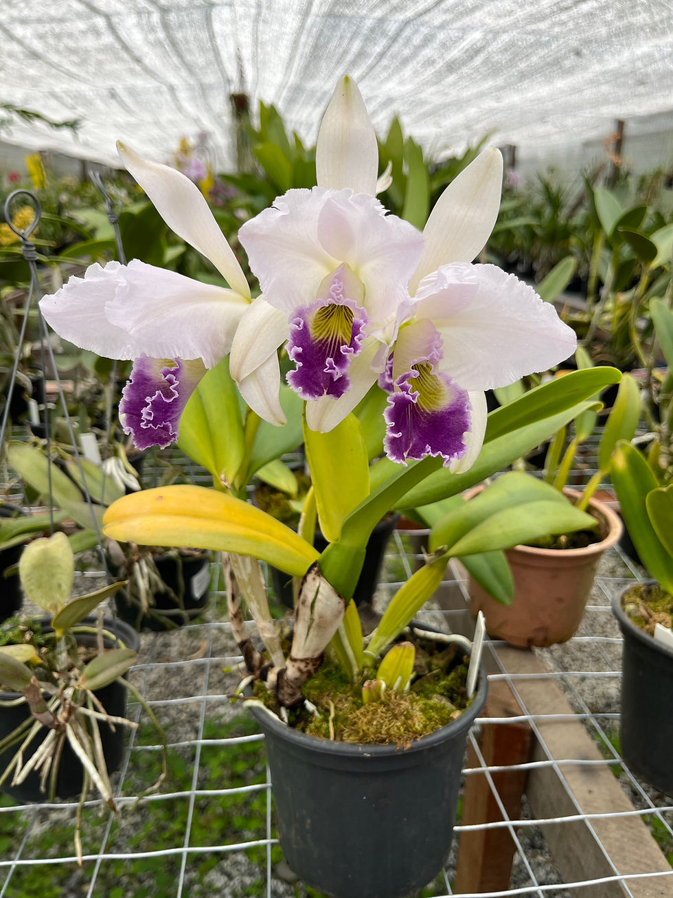 Miniatura: Cattleya Gaskeliana Coerulea