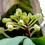 Miniatura: Gastrochilus Obliquus na bolachinha
