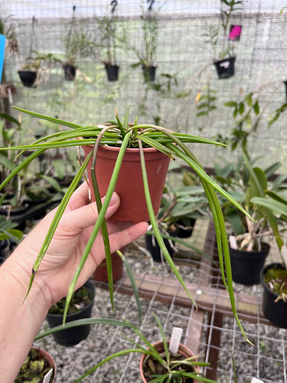 Miniatura: Brassavola Martiana