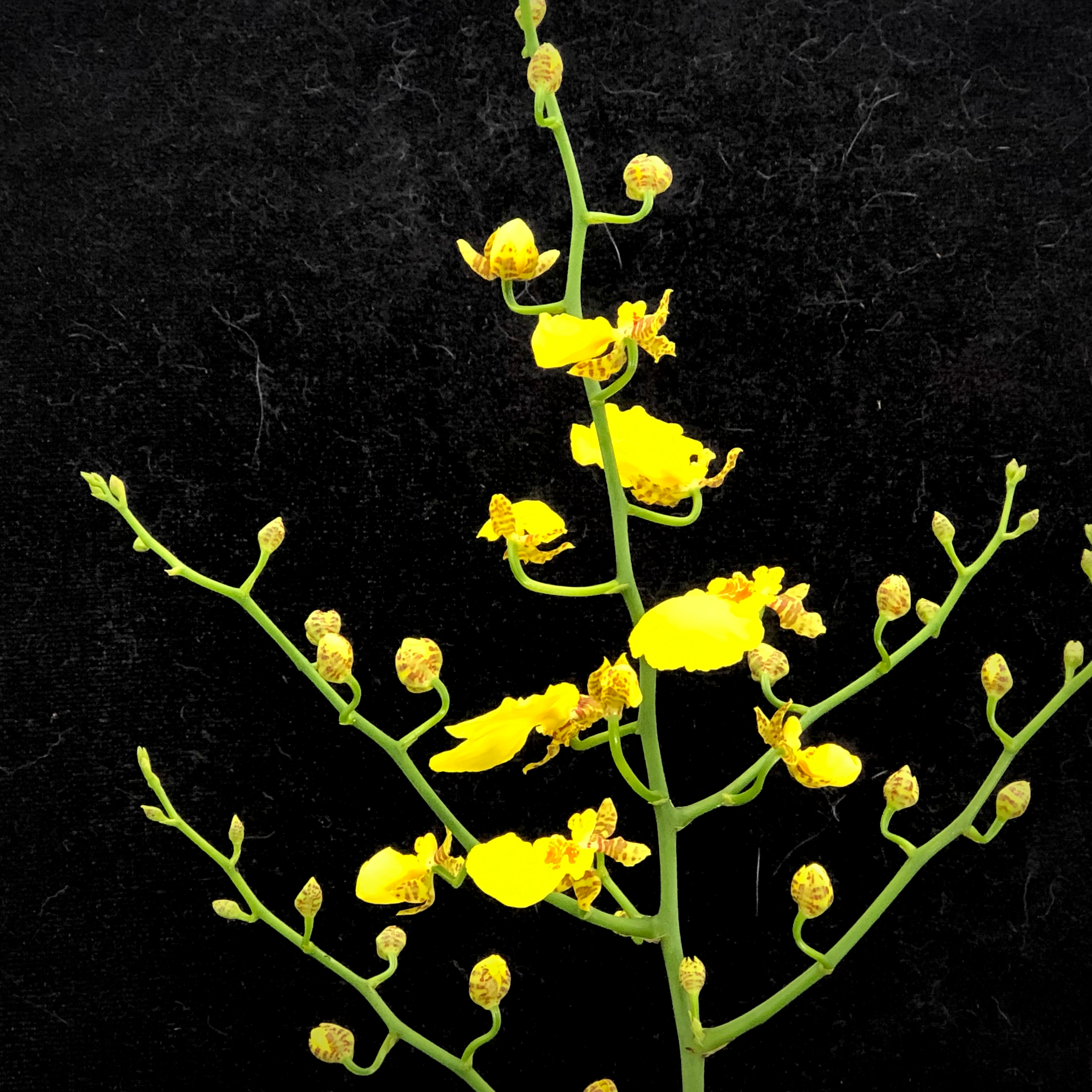 Oncidium Chuva de Ouro