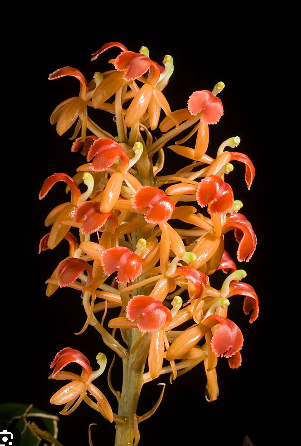 Miniatura: Liparis Nutans 