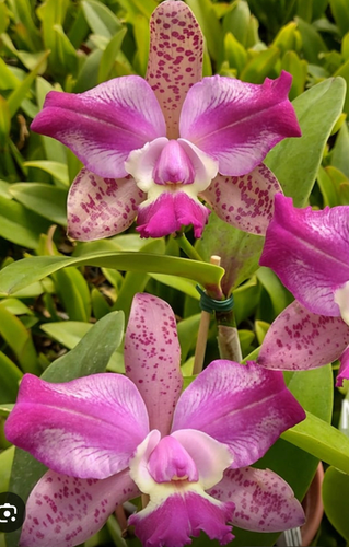 C. Penny Kuroda | orquideasdosfrades