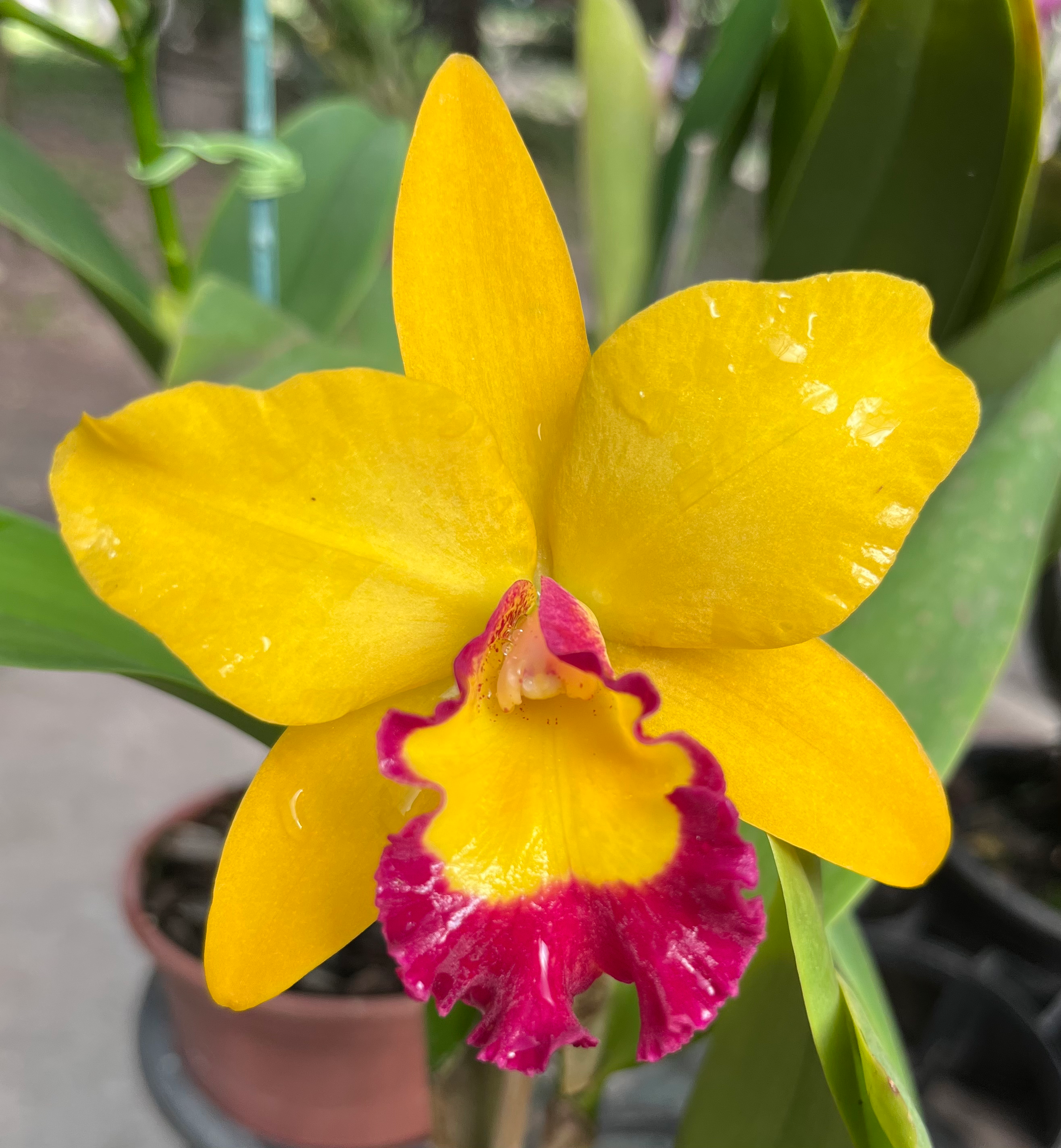 Potinara Jim Krull Hunabu