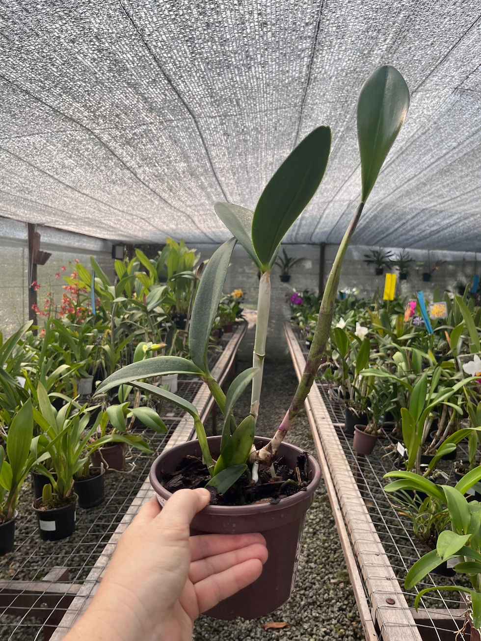 Miniatura: Cattleya Bicolor Mineira x Cattleya Durigan