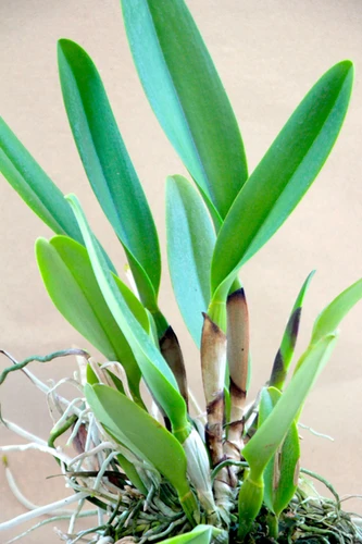 RLC Hall of Fame | orquideasdosfrades
