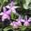 Miniatura: Cattleya Harrisoniana 