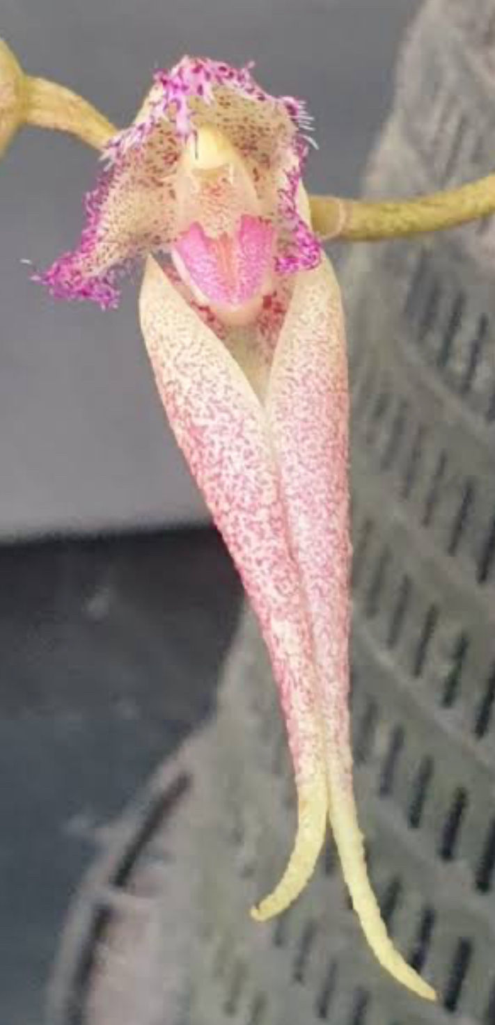 Miniatura: Bulbophyllum Meen Rainbow rider