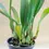 Miniatura: Bulbophyllum Carunculatum