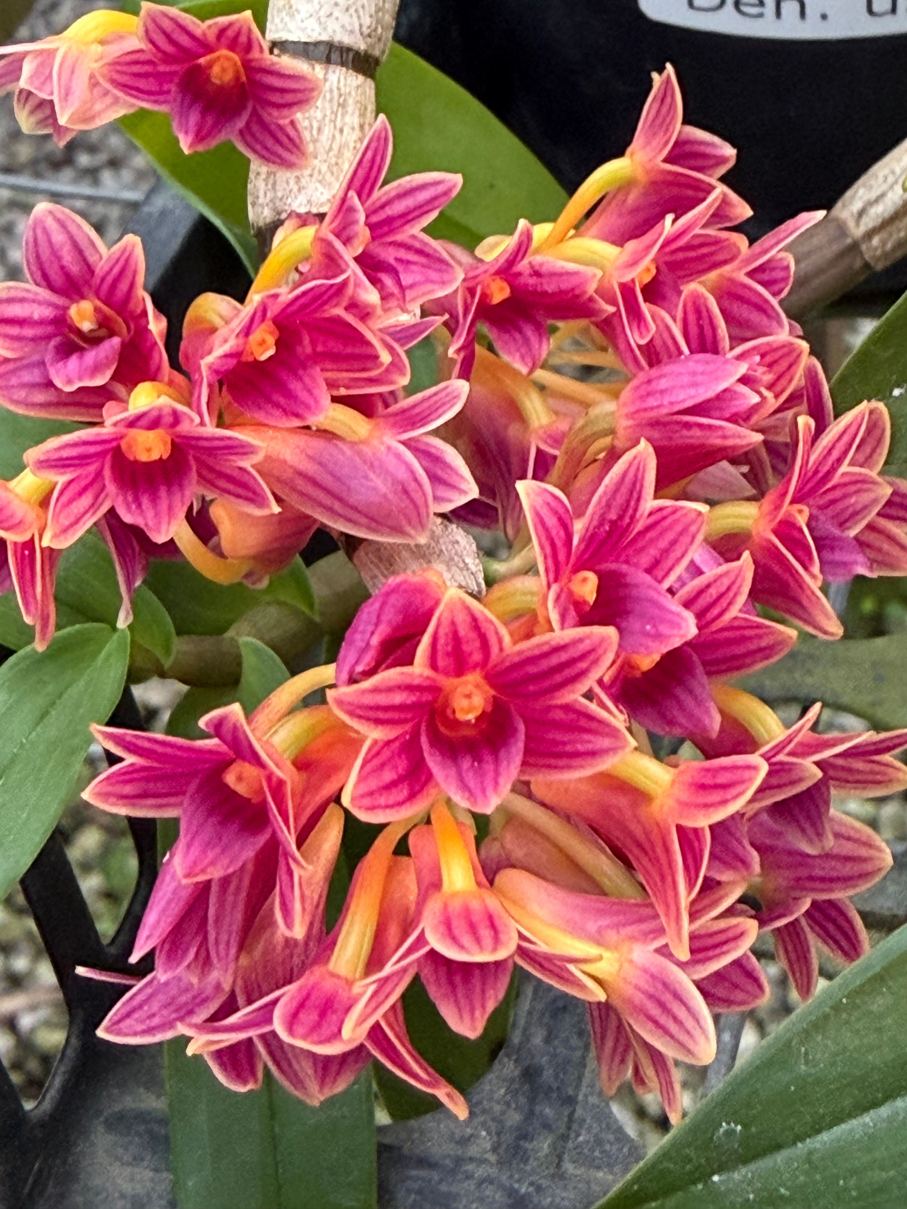 Dendrobium Usitae p10