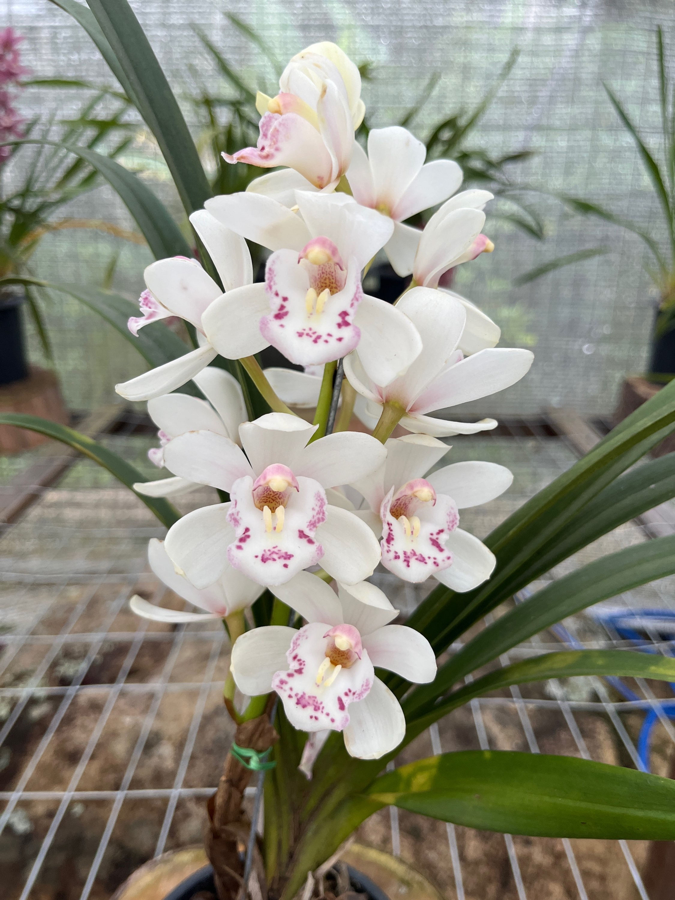 Mini Cymbidium branco 