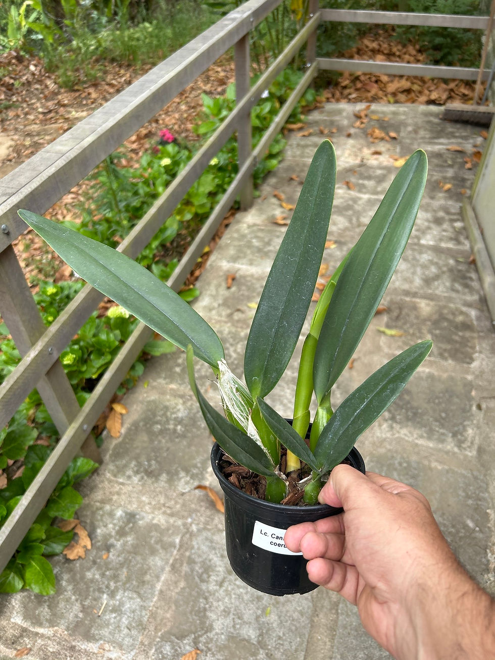 Miniatura: LC Canhamiana Coerulea