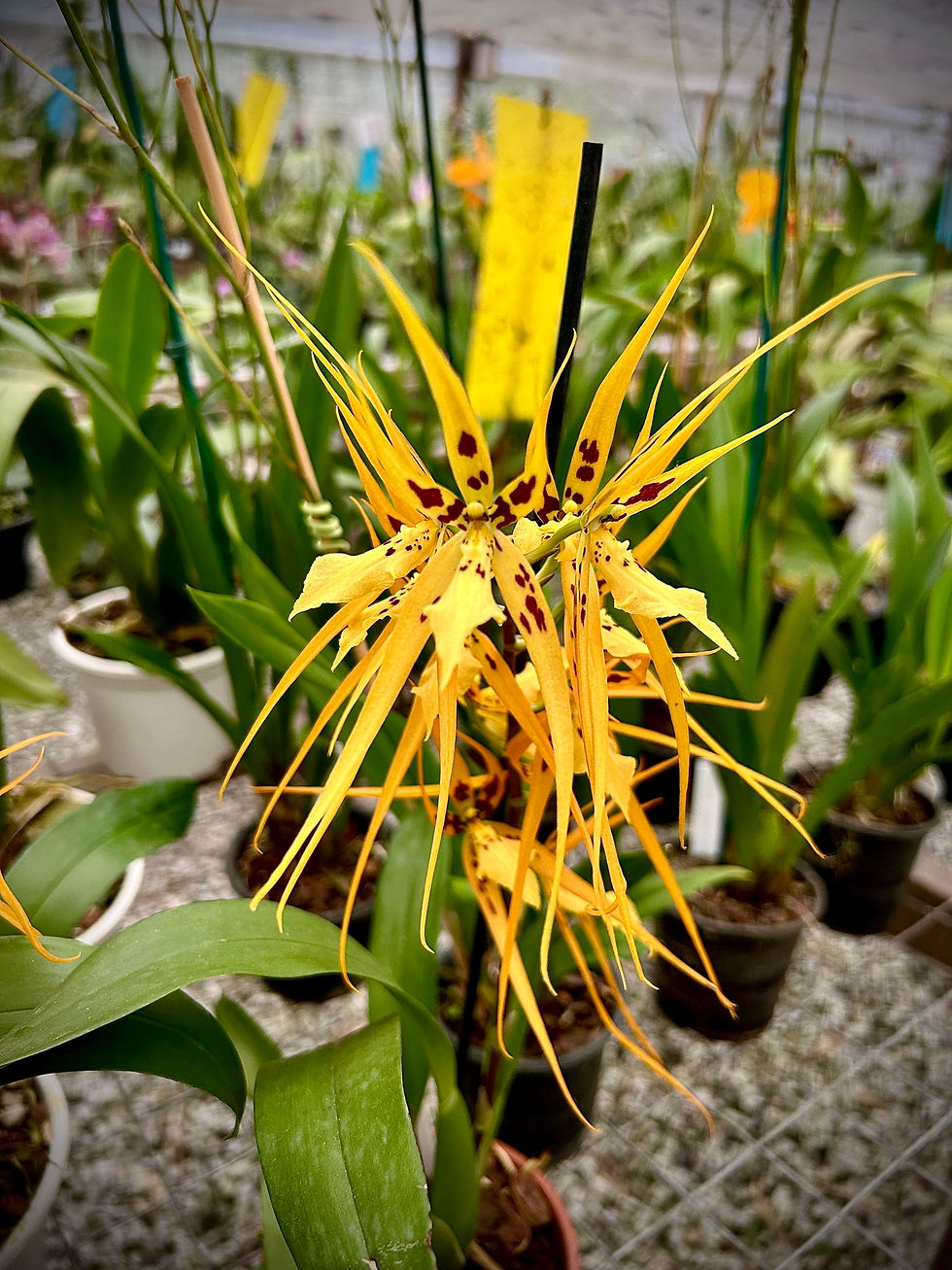 Miniatura: Brassia Orange Delight