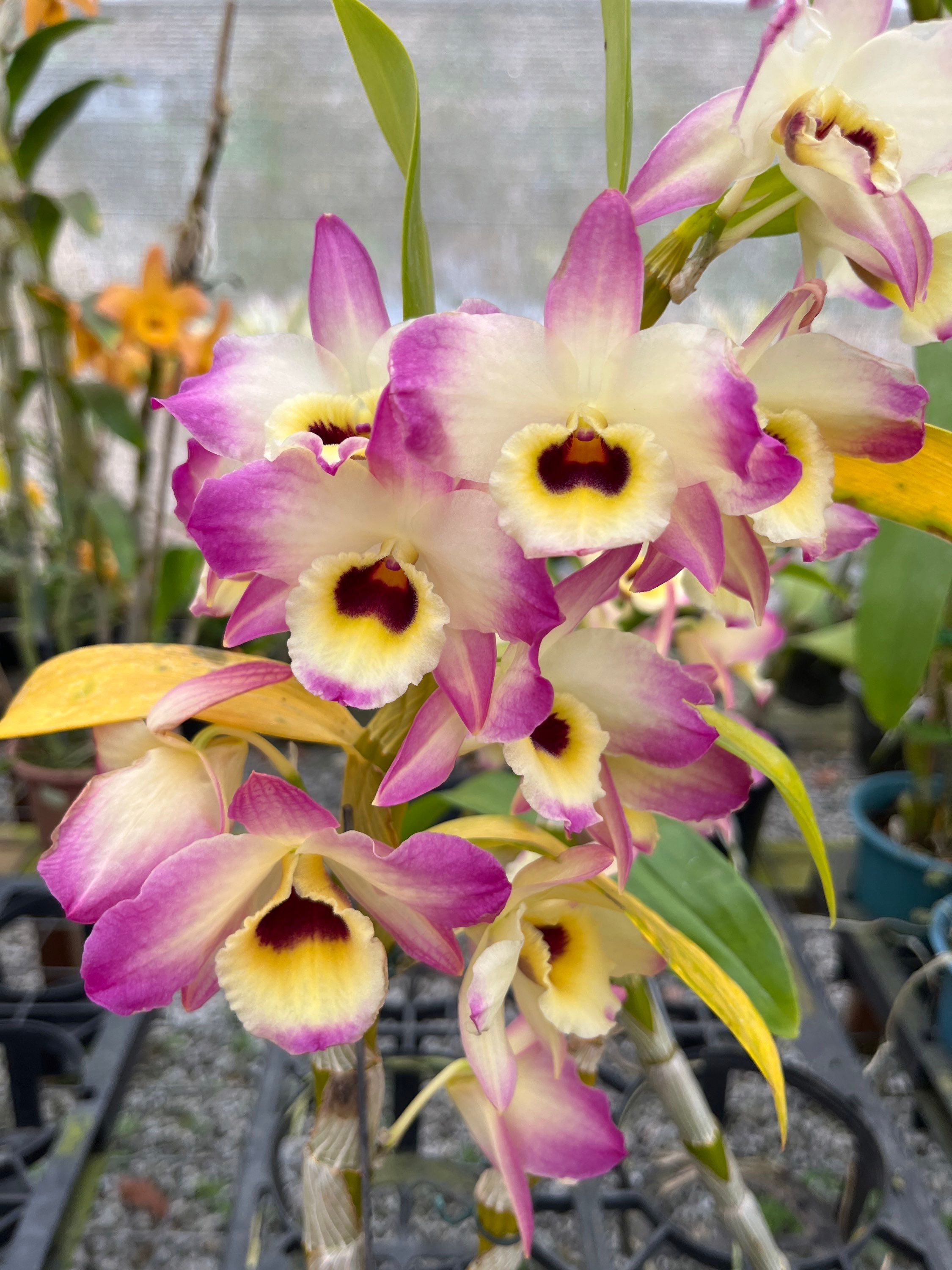 Dendrobium Nobile - olho de boneca rosa escuro e amarelo