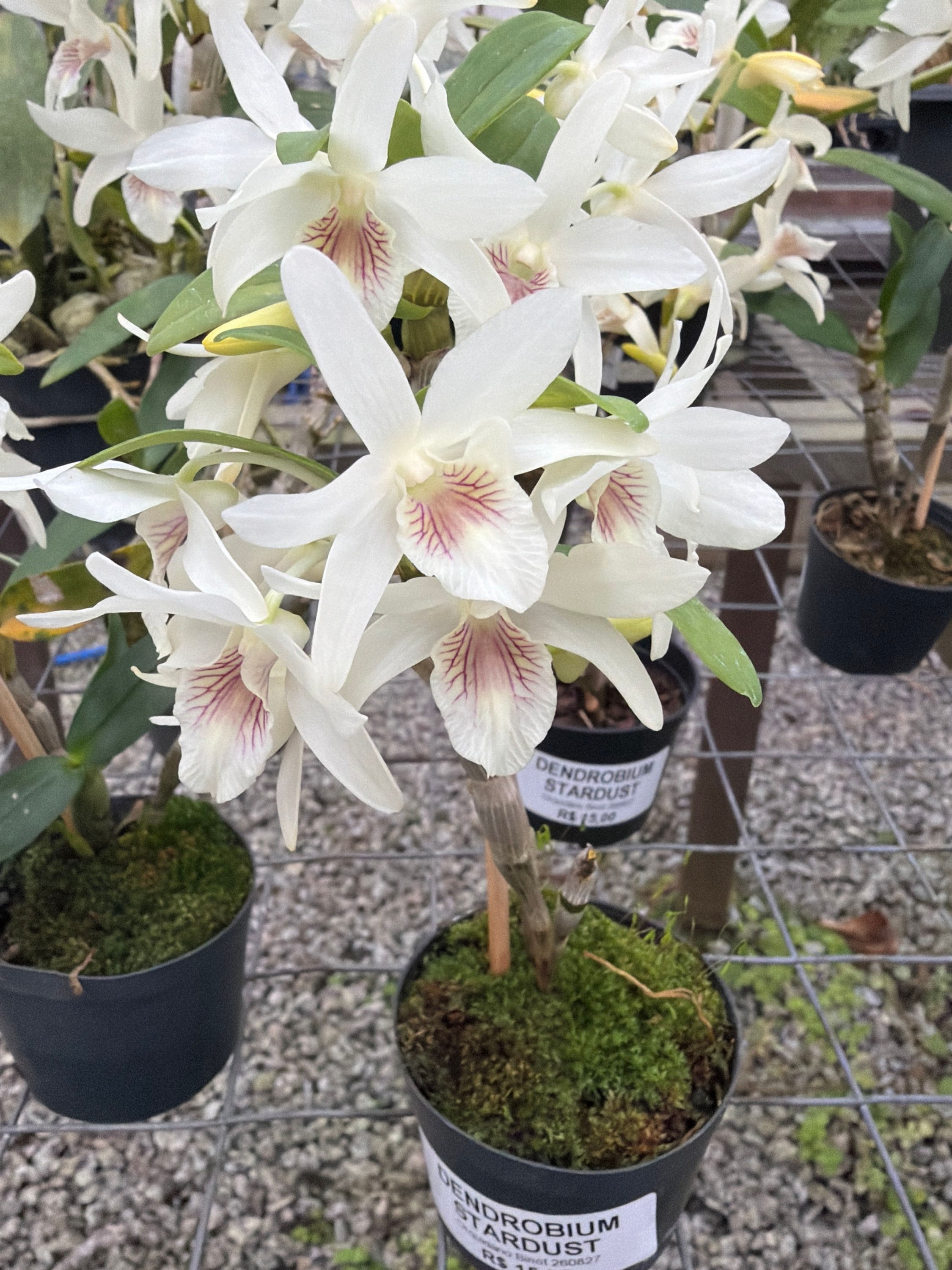 Dendrobium Stardust Albo