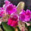 Miniatura: Cattleya Pedra da Gávea Tetraploide