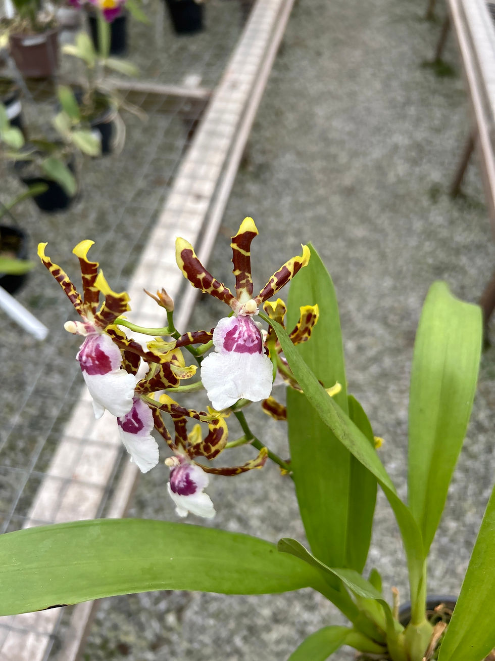 Miniatura: Odontocidium Pacific Bingo