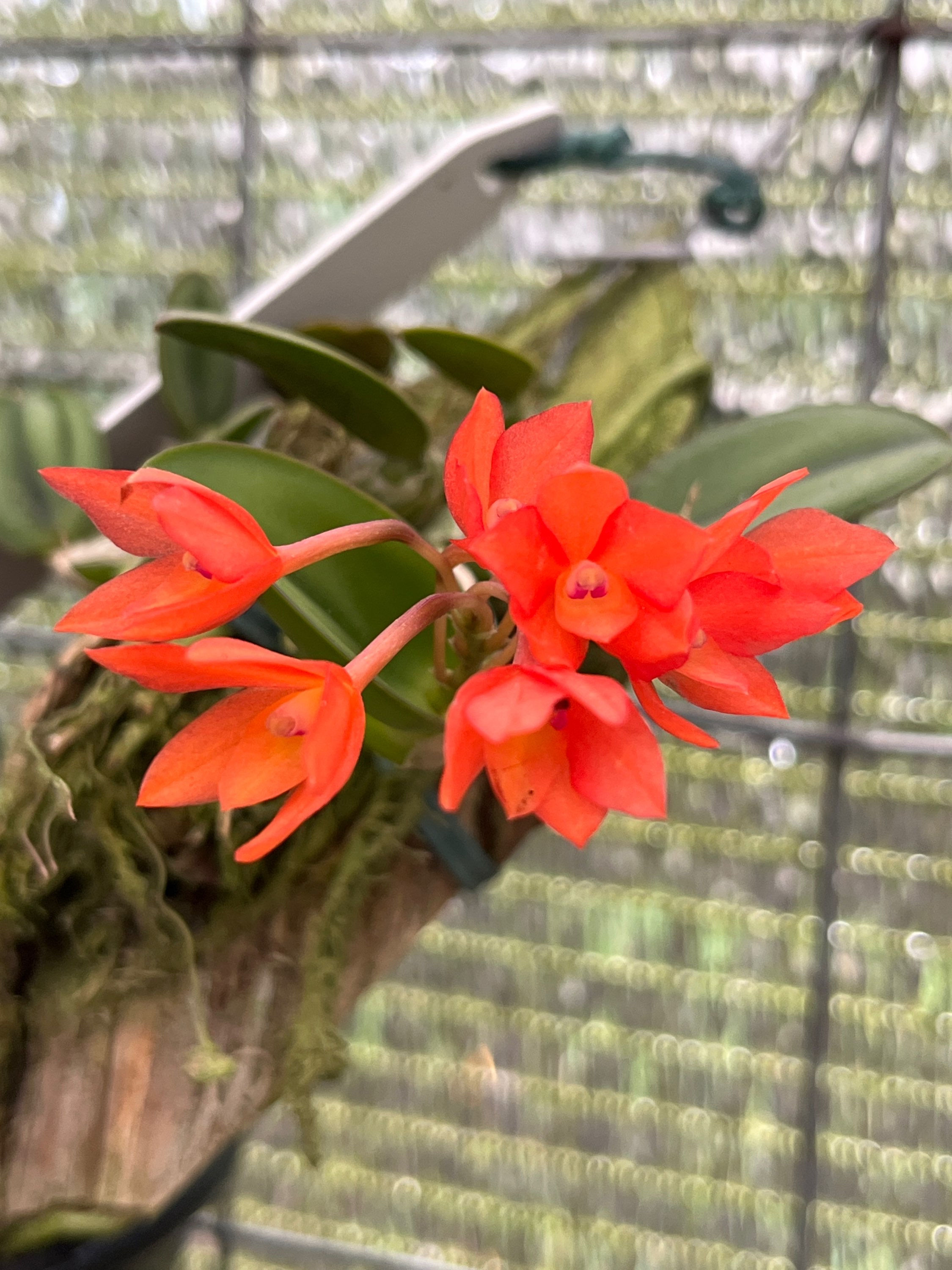 Sophronitis  Cernua - na bolacha