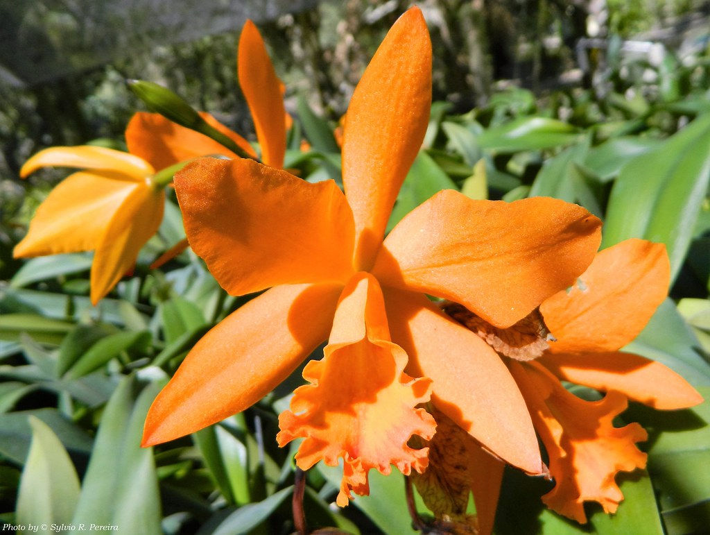 Potinara Love Passion