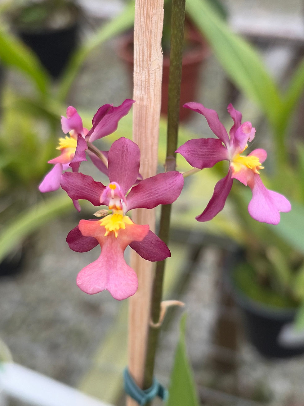 Miniatura: Oncidium Tariflor Lady