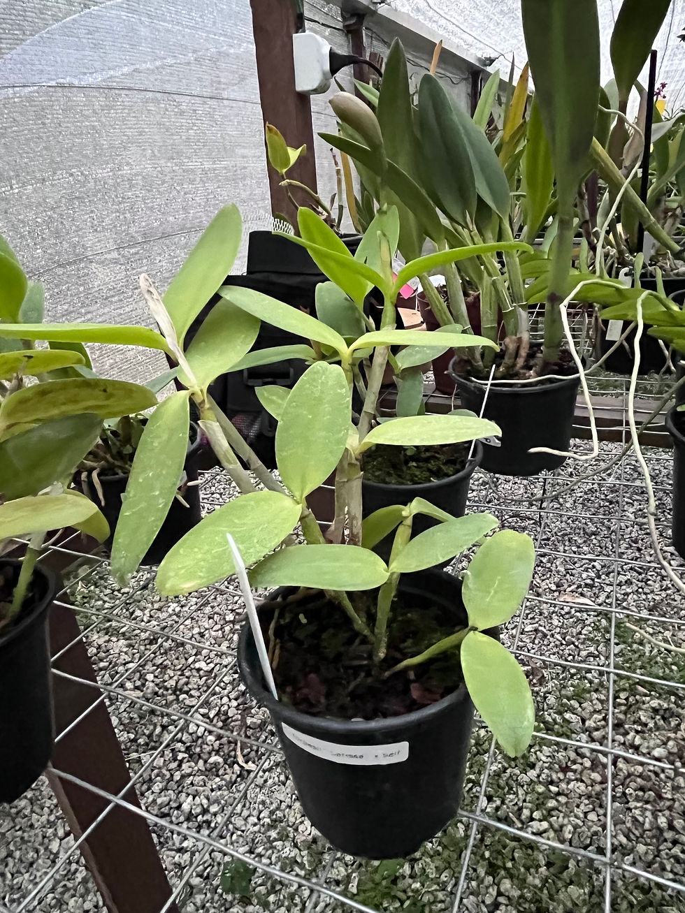 Miniatura: Cattleya Forbesii “Larissa” x self