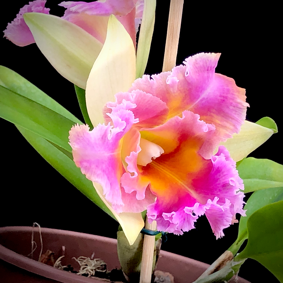 Miniatura: RLC Thaksina Candy x Amazing Thailand