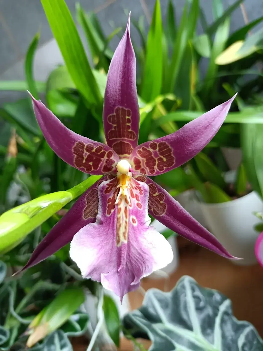 Miniatura: Bratonia Aztec