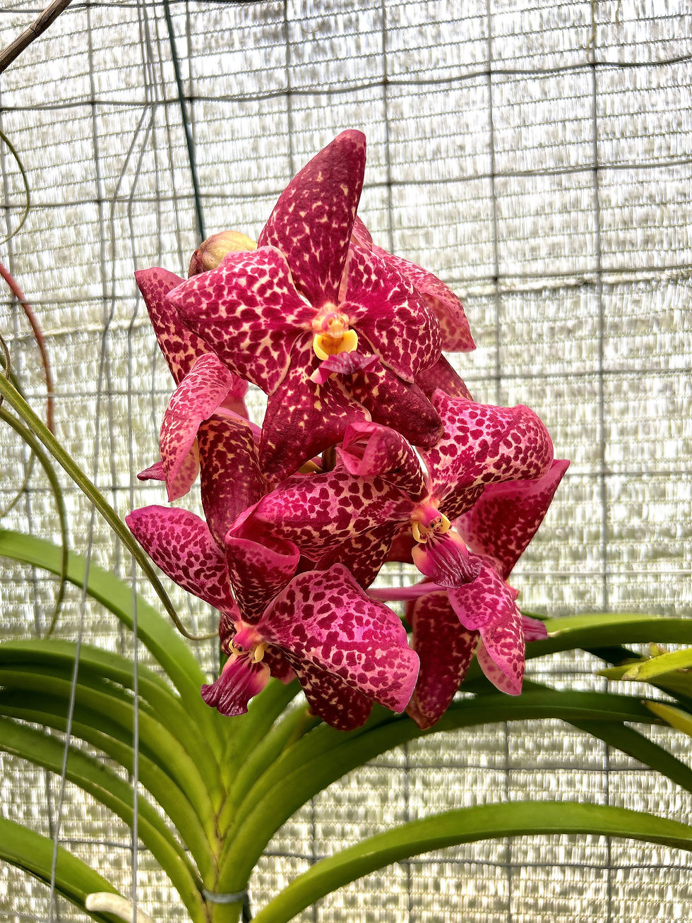 Vanda Razarudin Husain