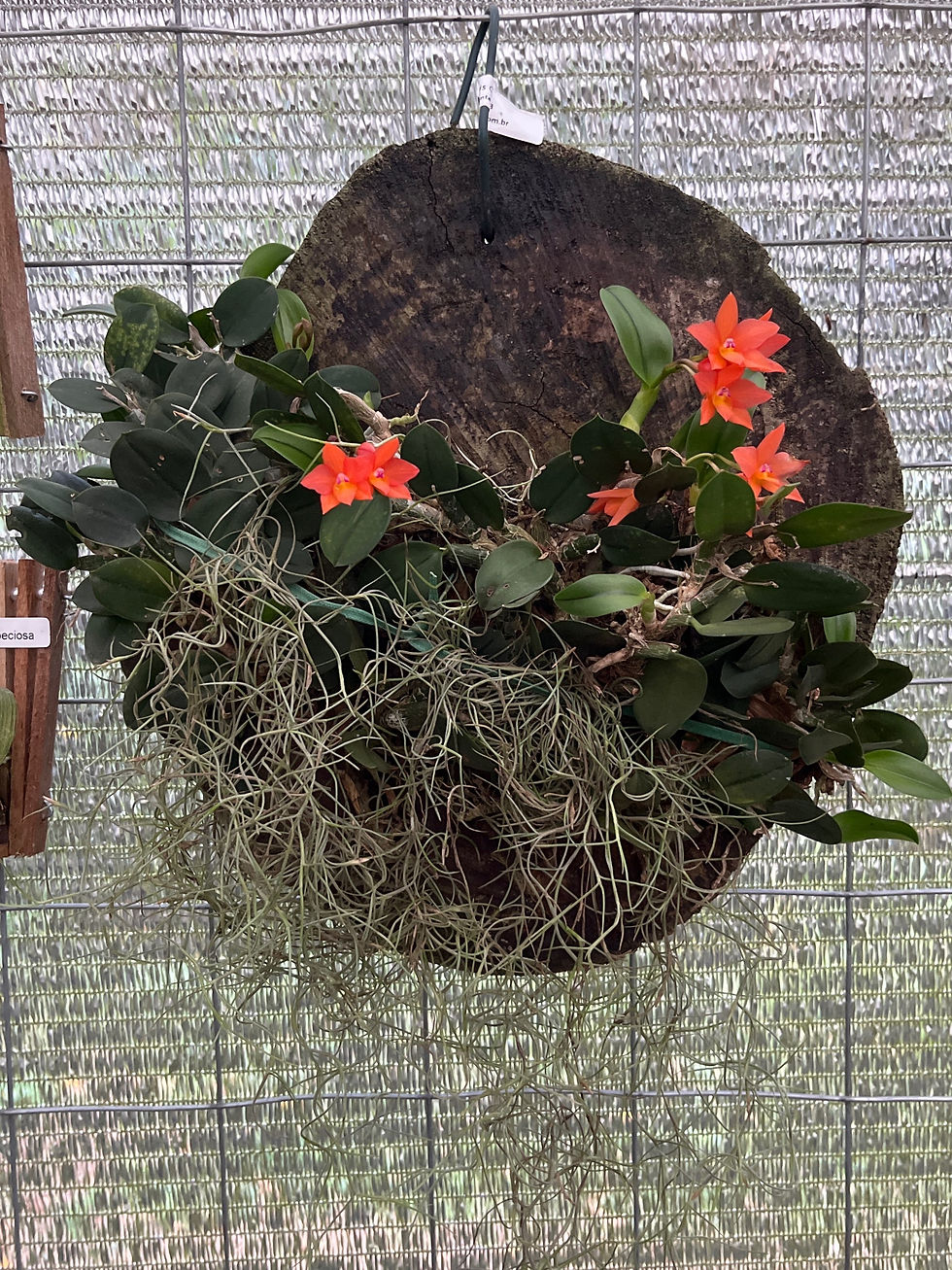 Miniatura: Sophronitis Cernua - placa de madeira