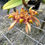 Miniatura: Bulbophyllum Bicolor