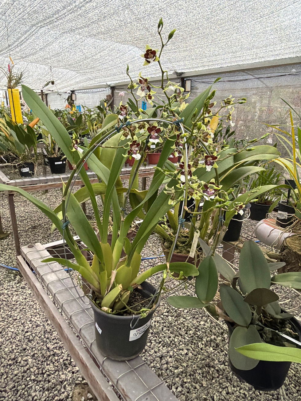 Miniatura: Oncidium Cleo’s Pride 