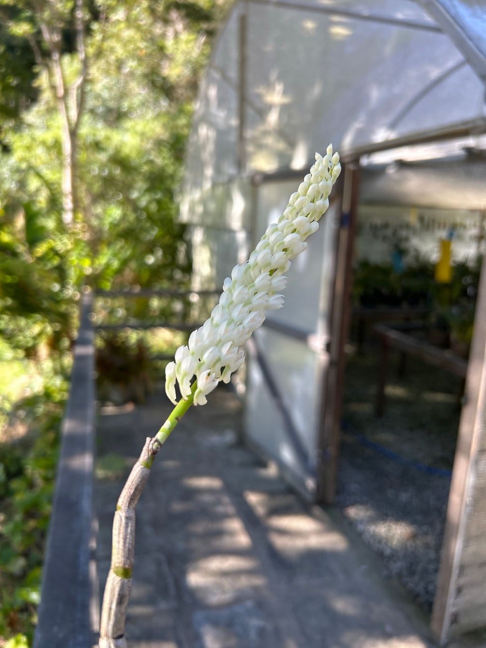 Miniatura: Dendrobium Secundum Alba