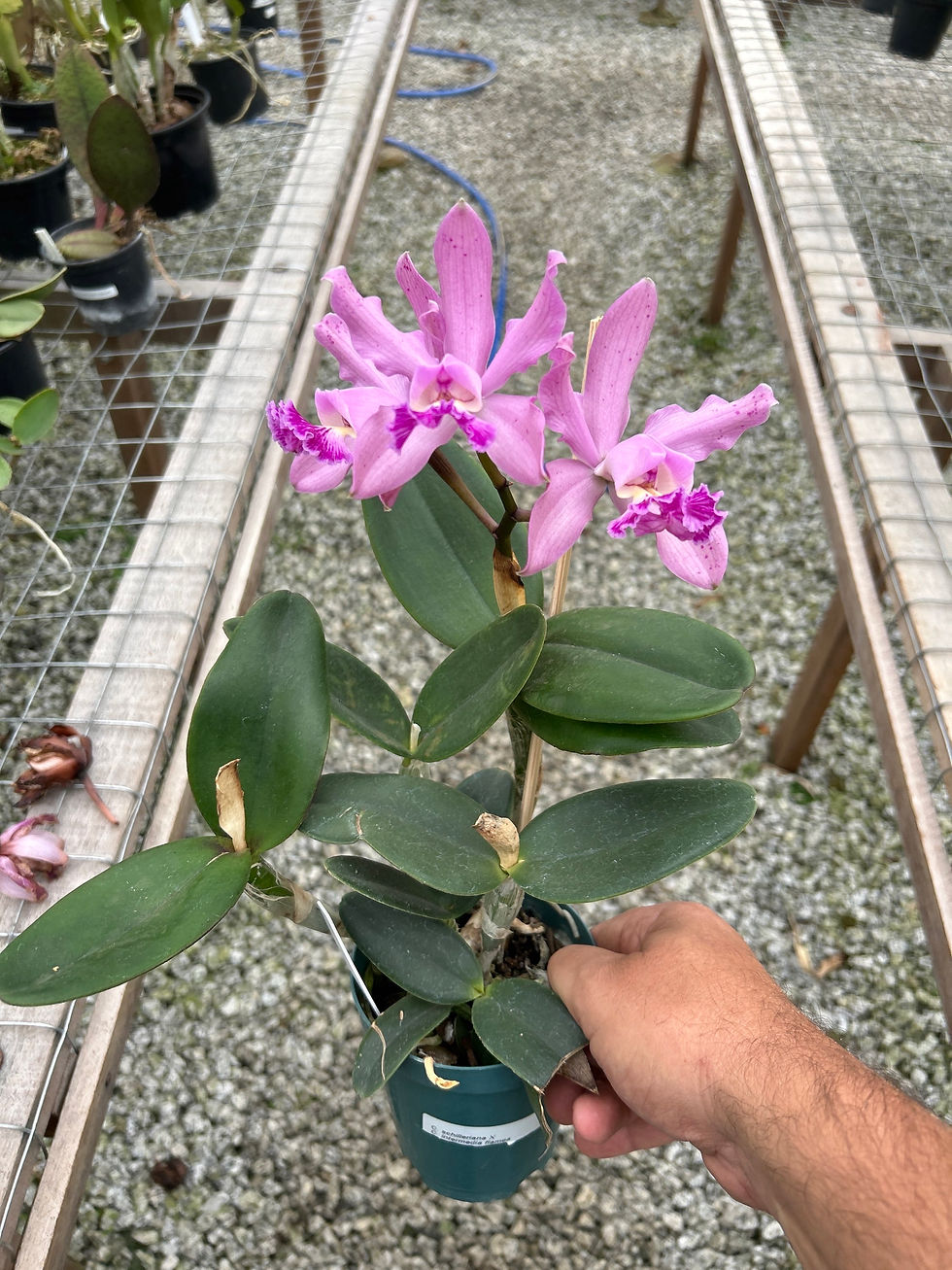 Miniatura: Cattleya Schileriana x Cattleya Intermedia Flamea 