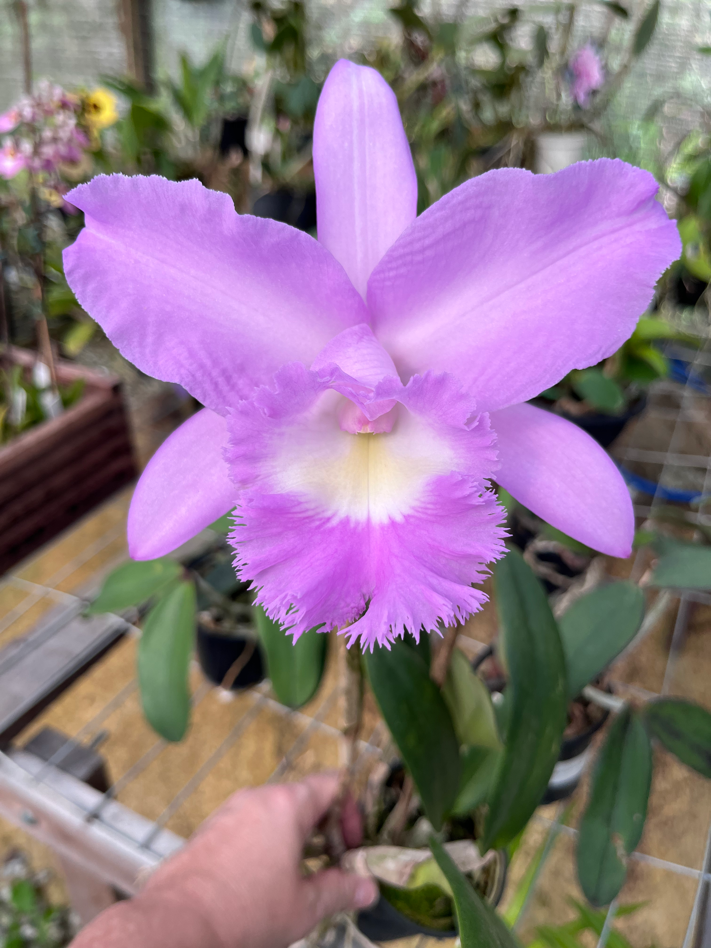 BLC Capitão Pessoa Orlata