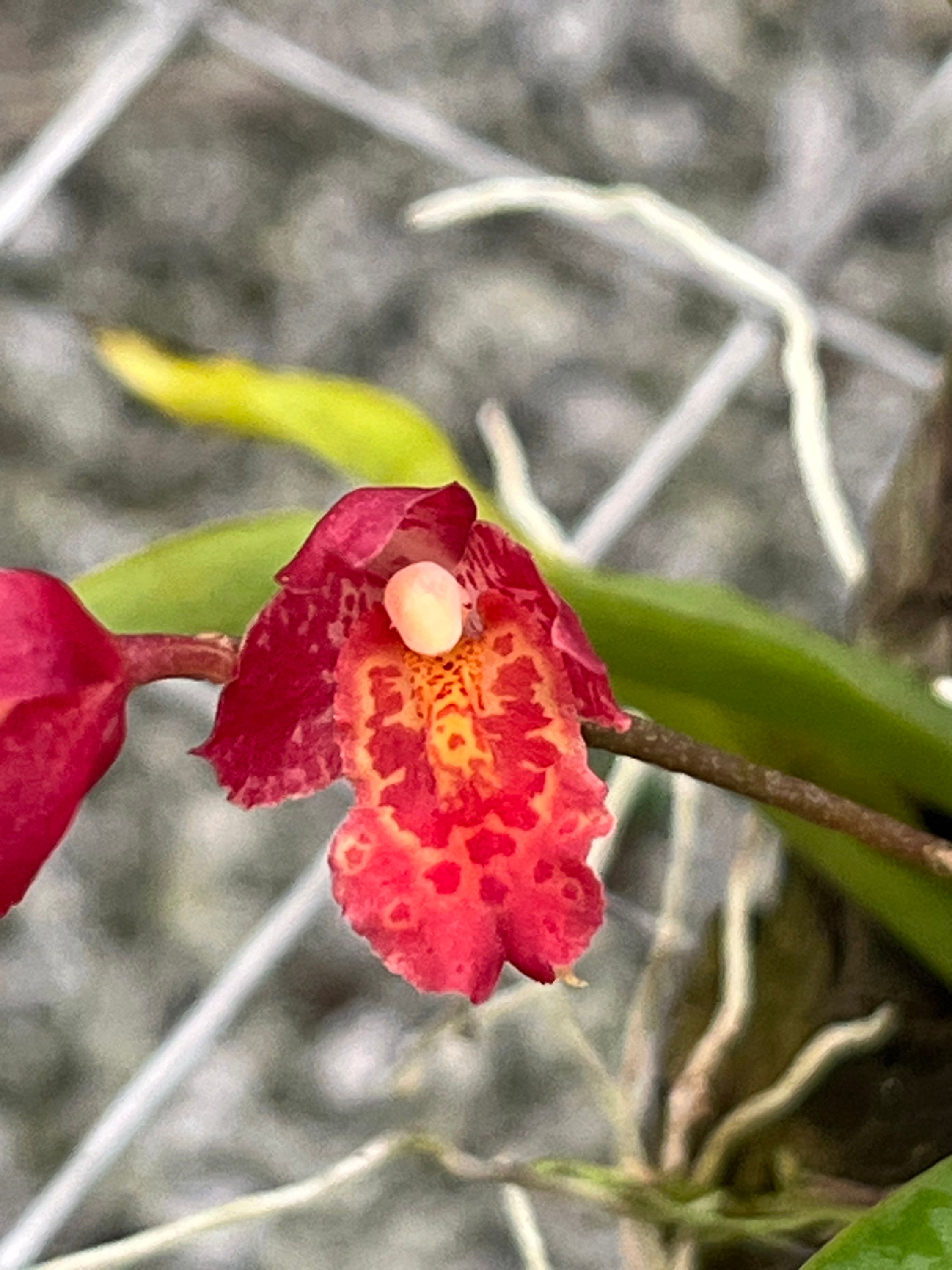 Rodriguezia Lanceolata
