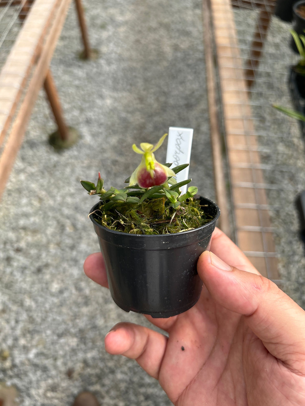 Miniatura: Epidendrum Porpax