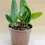 Miniatura: RLC Siam Pink