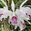 Miniatura: Cattleya Máxima Semi-Alba Venosa