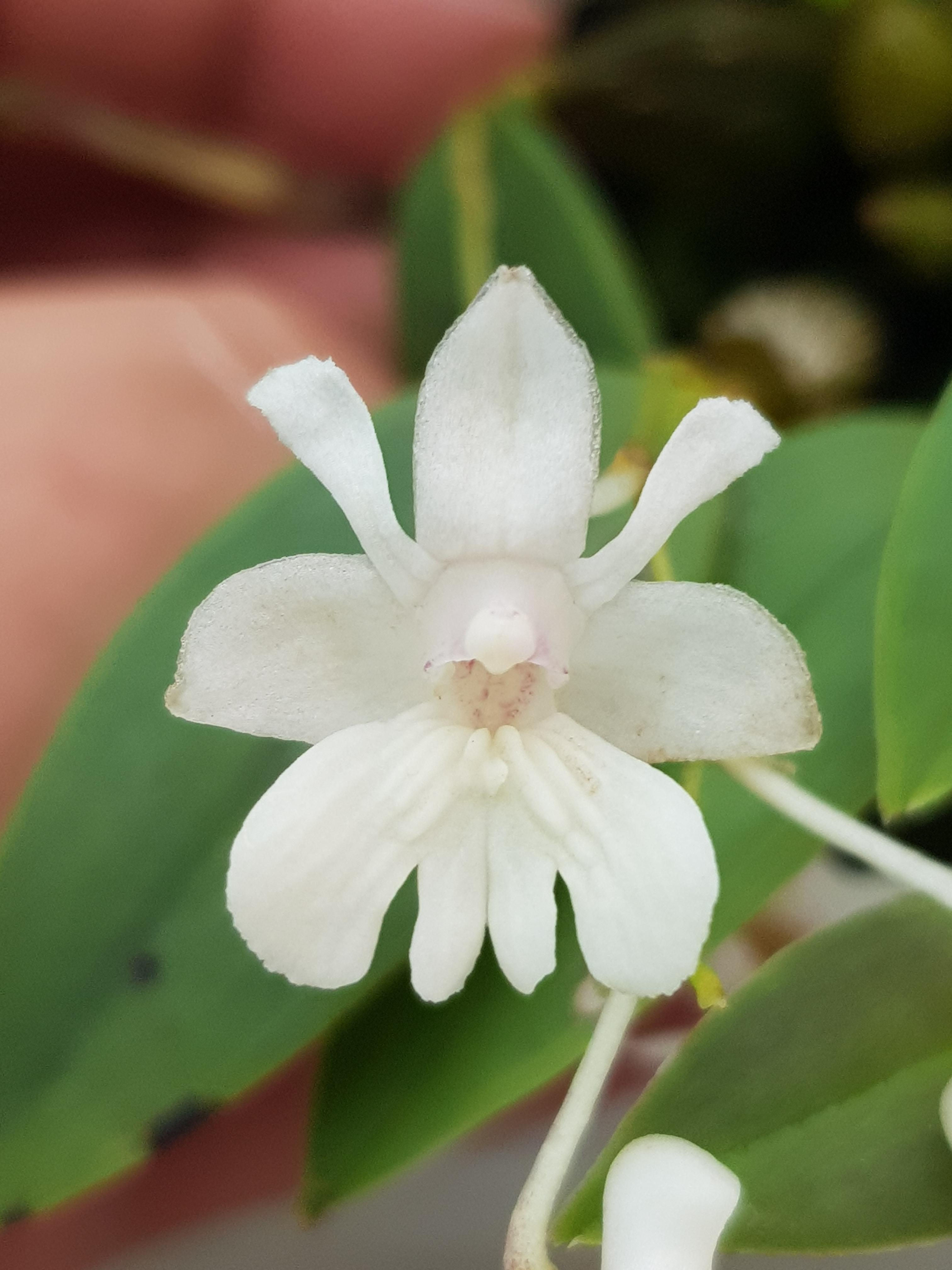 Dendrobium Aberrans