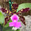 Miniatura: Cattleya Aclandiae Tipo