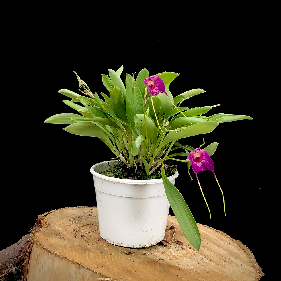 Masdevallia Lucky Stripe