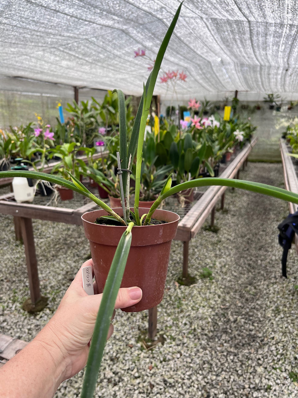 Miniatura: Cattleya Aurantiaca x B. Perrini 