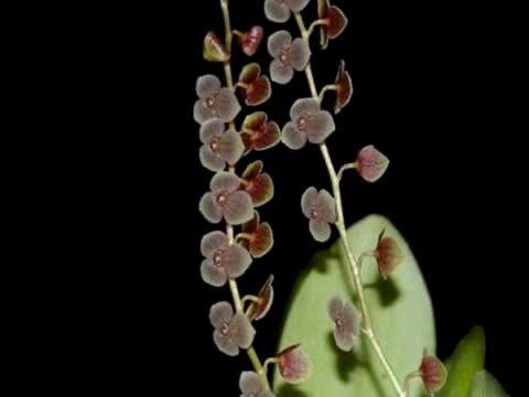 Miniatura: Stellis Argentata