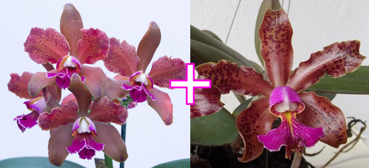 Cattleya Tatarown x Cattleya Schilleriana