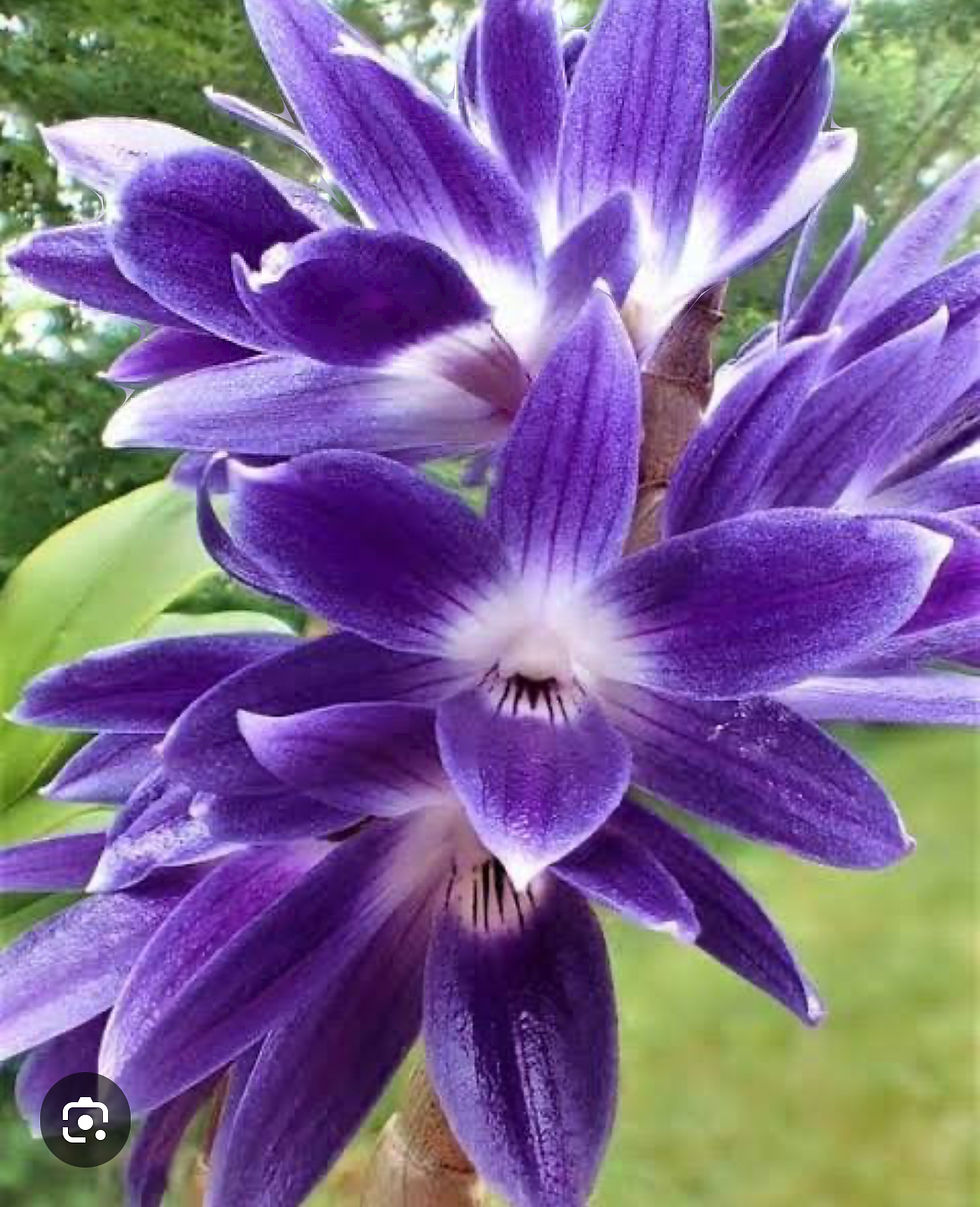 Miniatura: Dendrobium Victoria Reginae (Japan Select x Philippines Select)